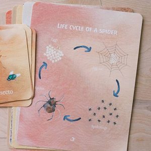 The bilingual vocabulary cards and an educational page from Acorn School's Spiders Curriculum.