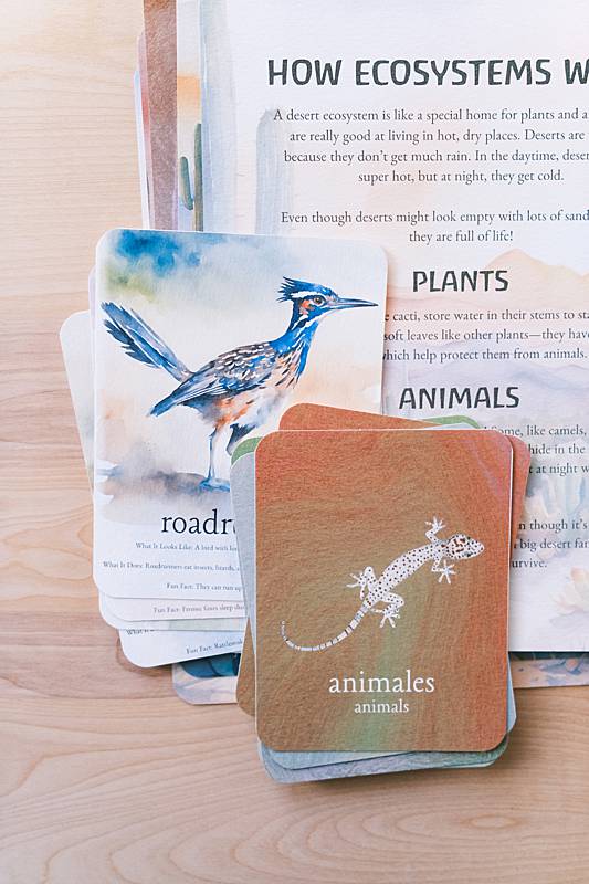 Animal cards, bilingual vocabulary cards, and an educational page from Acorn School's Desert Ecosystem Curriculum.